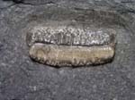 Shark Tooth
